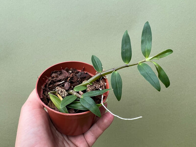 Dendrobium catenatum