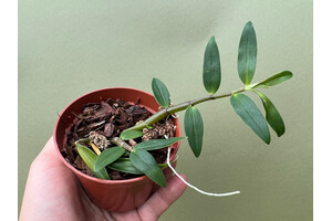 Dendrobium catenatum