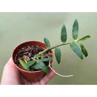 Dendrobium catenatum