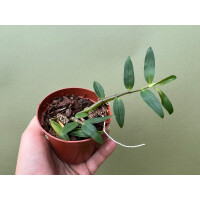 Dendrobium catenatum