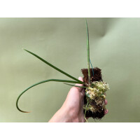 Oncidium ascendens aufgebunden