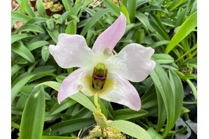 Dendrobium trantuanii