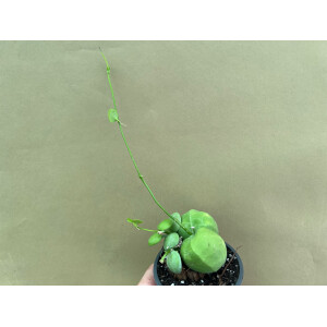 Dischidia pectenoides