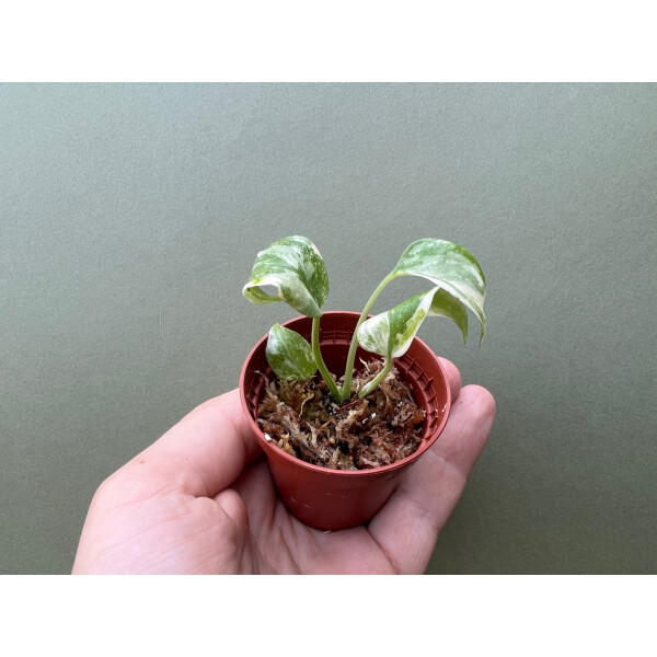 philodendron orange marmalade Philodendron 'Orange Marmalade' – Quad-Coloured Variegated Leaves main image 0