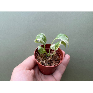 Monstera Thai Constellation TC Babyplant