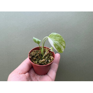 Monstera Thai Constellation TC Babyplant