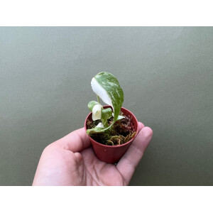 Monstera Thai Constellation TC Babyplant