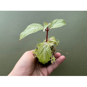 Sonerila spec. white spots