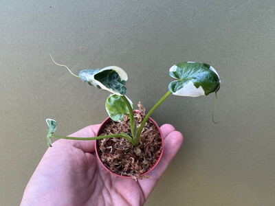 Xanthosoma variegata Mickey Mouse Babyplant