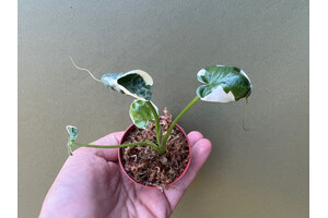 Xanthosoma variegata Mickey Mouse Babyplant