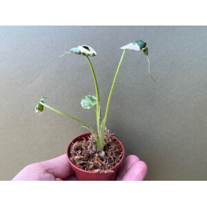 Xanthosoma variegata Mickey Mouse Babyplant
