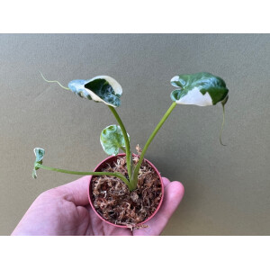 Xanthosoma variegata Mickey Mouse Babyplant