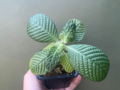 Argostemma Kayu Lapis Streblosa Bullata