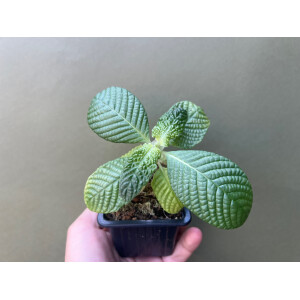 Argostemma Kayu Lapis Streblosa Bullata