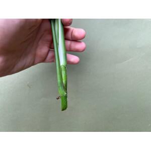 Epipremnum pinnatum Baltic Blue Ableger