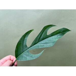 Epipremnum pinnatum Baltic Blue Ableger