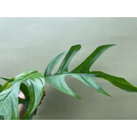 Epipremnum pinnatum Baltic Blue Ableger