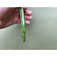 Epipremnum pinnatum Baltic Blue Ableger