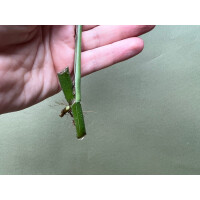 Epipremnum pinnatum Baltic Blue Ableger