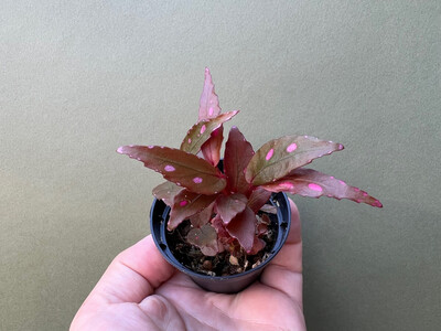 Begonia Julau type 2