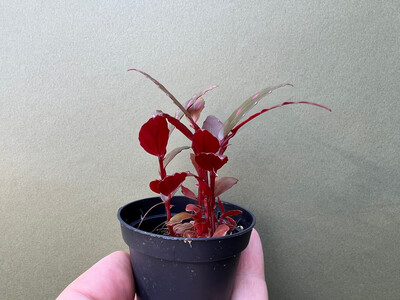 Begonia Julau type 2