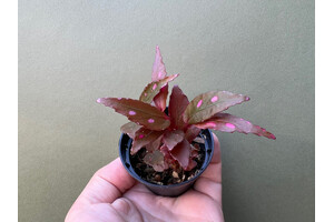 Begonia Julau type 2