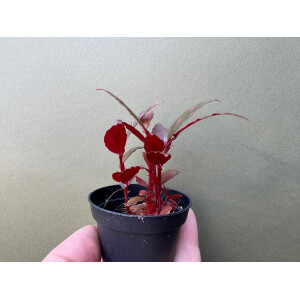 Begonia Julau type 2
