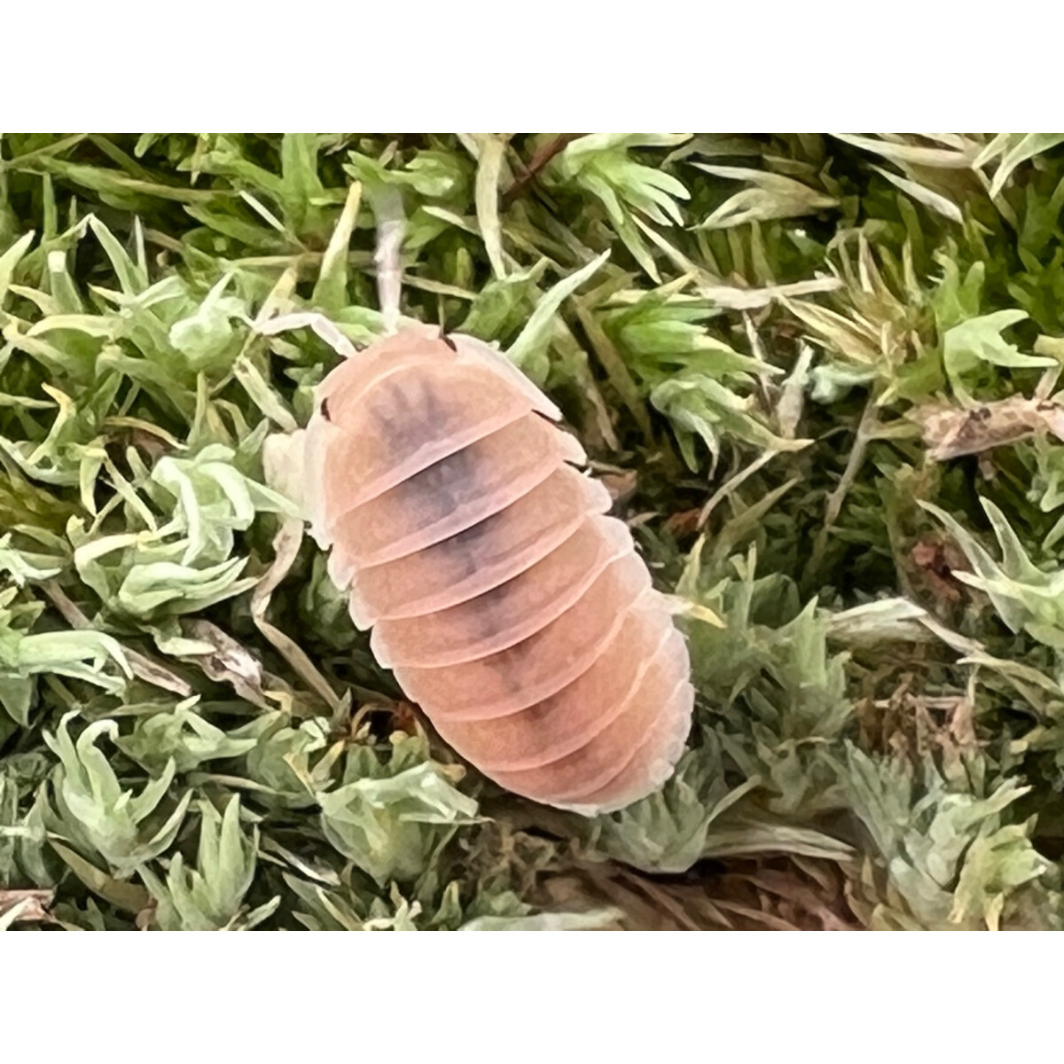 Cubaris murina Papaya, 9,90