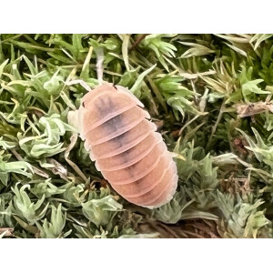 Cubaris murina Papaya