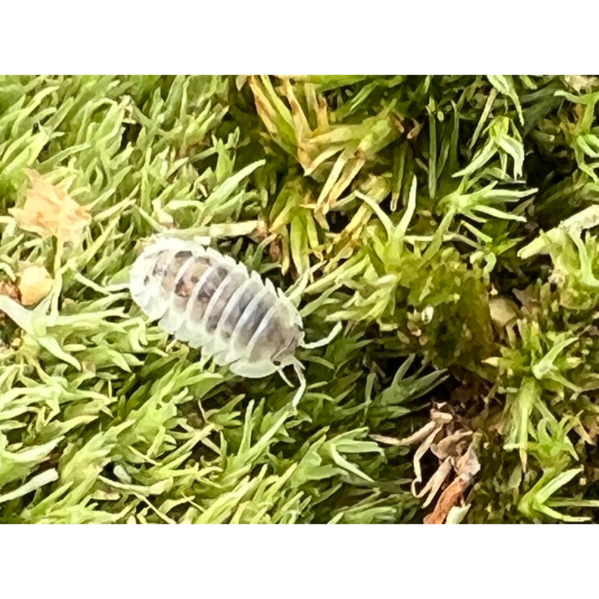 Nesodillo arcangelii Shiro Utsuri