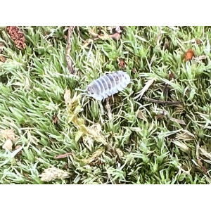 Nesodillo arcangelii Shiro Utsuri