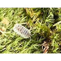 Nesodillo arcangelii Shiro Utsuri