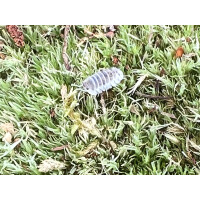 Nesodillo arcangelii Shiro Utsuri