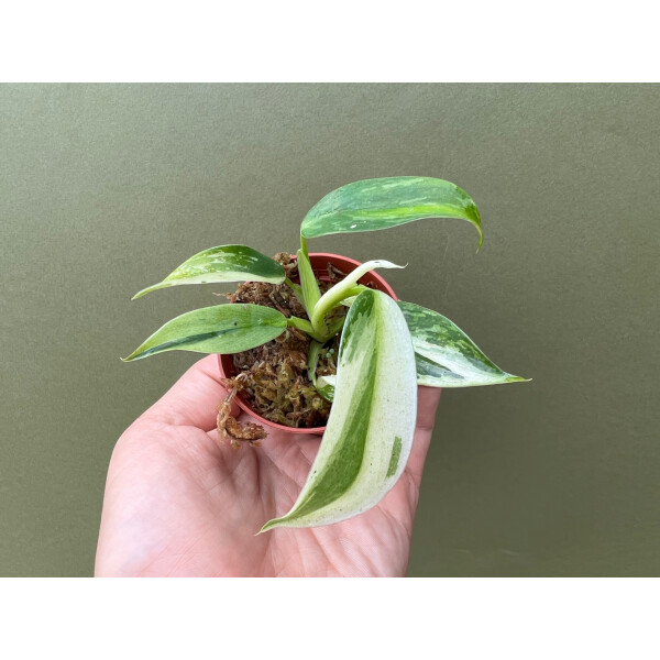 Philodendron Jose Buono Babyplant