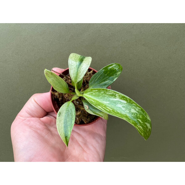 Philodendron Jose Buono Babyplant, 19,90