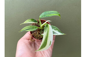 Philodendron Jose Buono Babyplant