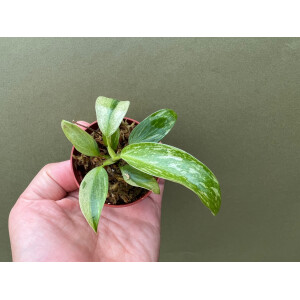 Philodendron Jose Buono Babyplant