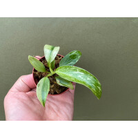 Philodendron Jose Buono Babyplant