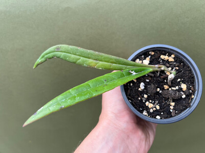 Hoya sulawesiana rare
