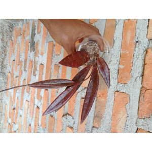 Hoya sulawesiana selten