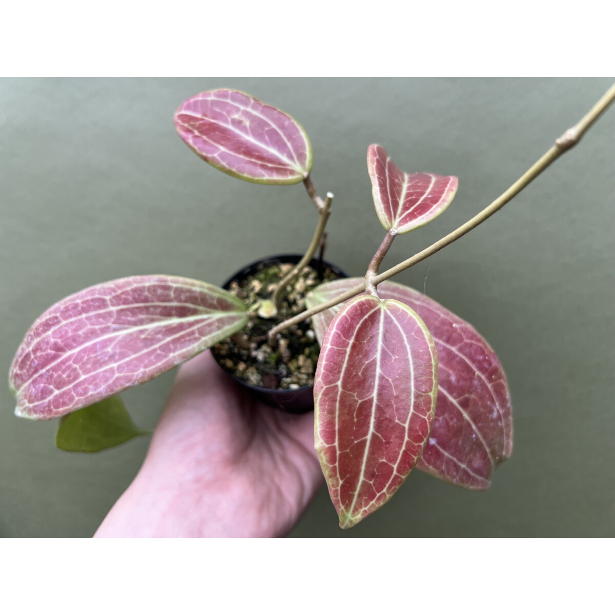 Hoya merrillii Red leaves