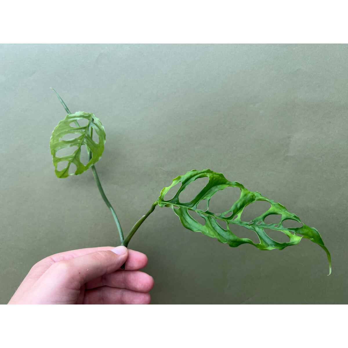 MONSTERA OBLIQUA PERU Ableger box