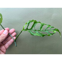MONSTERA OBLIQUA PERU Ableger