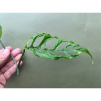 MONSTERA OBLIQUA PERU Ableger