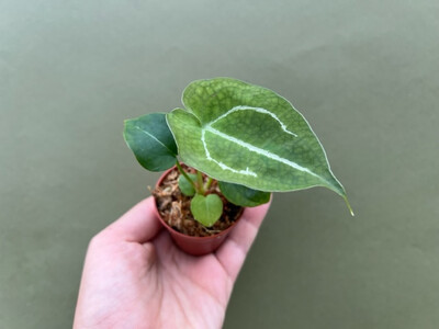 Anthurium forgetii white stripes S