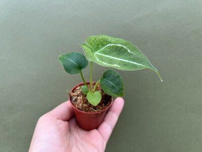 Anthurium forgetii white stripes S