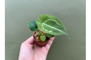 Anthurium forgetii white stripes S