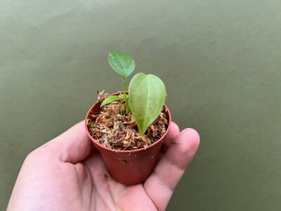 Anthurium veitchii  The King Babyplant