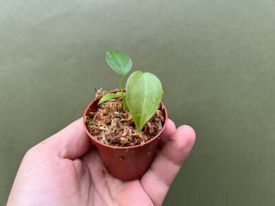 Anthurium veitchii The King Babyplant