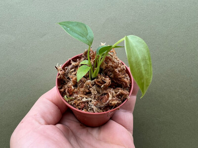Anthurium veitchii The King Babyplant